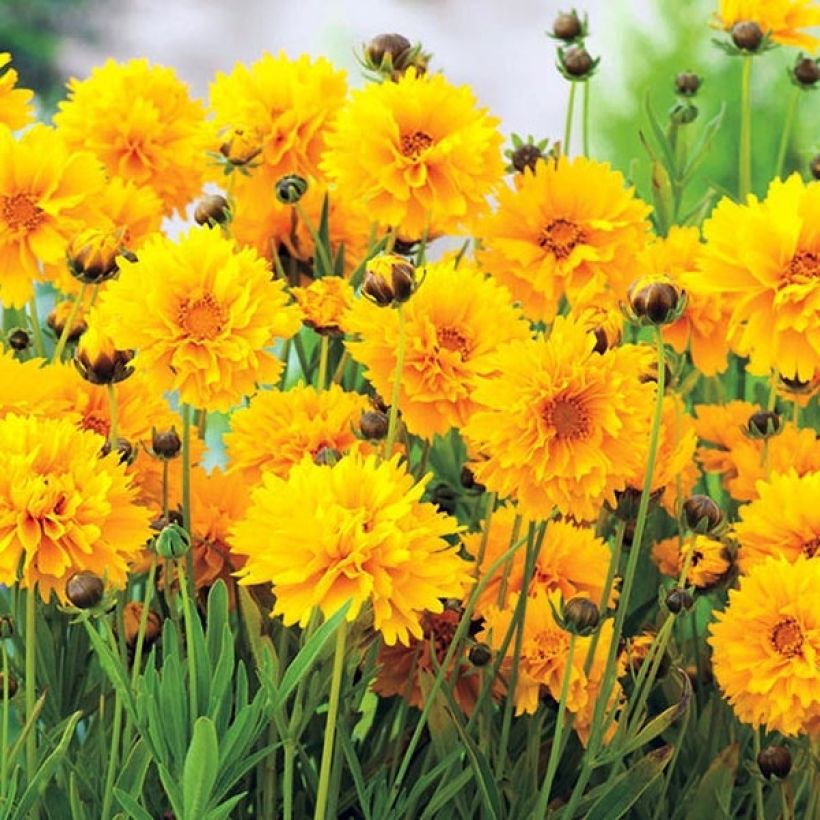 Coreopsis grandiflora Badengold (Floración)