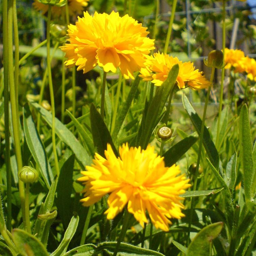 Coreopsis grandiflora Louis d'Or (Floración)