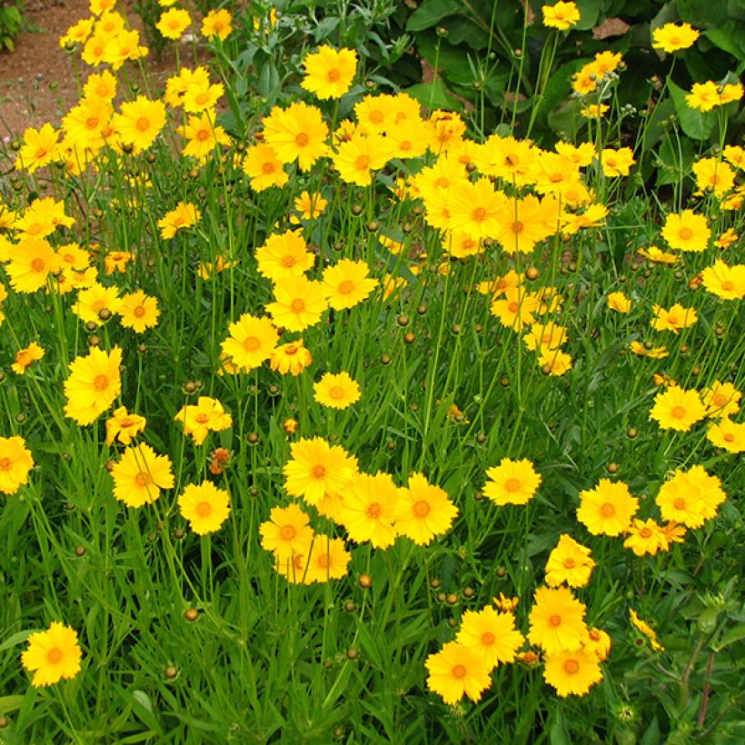 Coreopsis grandiflora Sonnenkind (Floración)