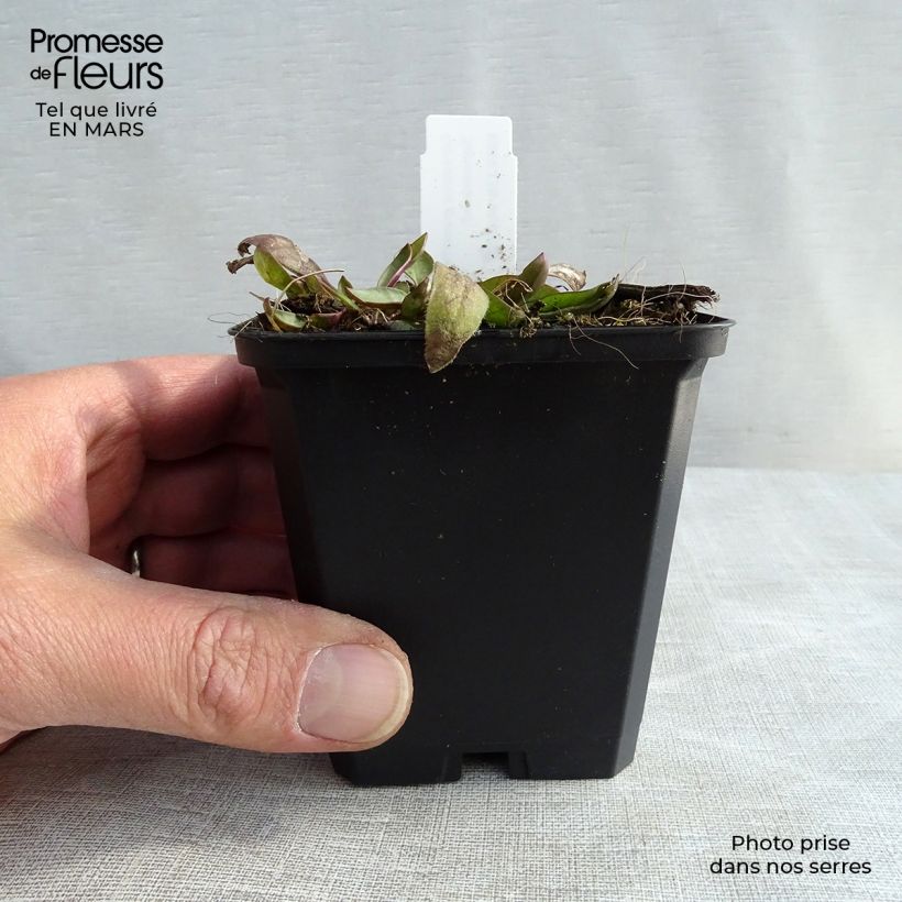 Coreopsis grandiflora Sonnenkind Maceta de 8/9 cm Ejemplar entregado en invierno