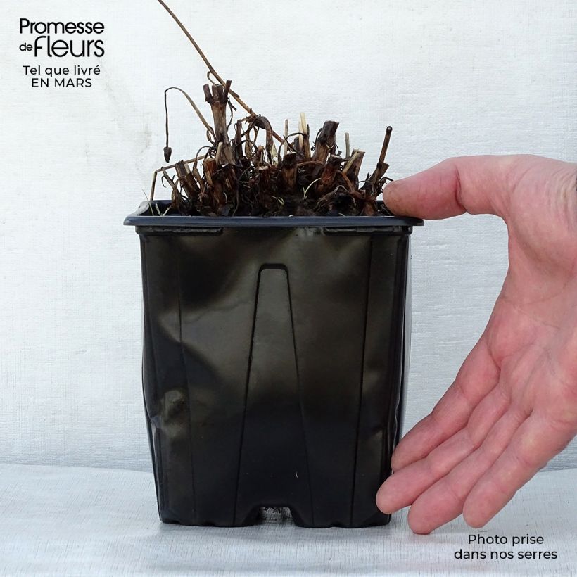 Coreopsis grandiflora Sonnenkind Maceta 2L/3L Ejemplar entregado en la primavera