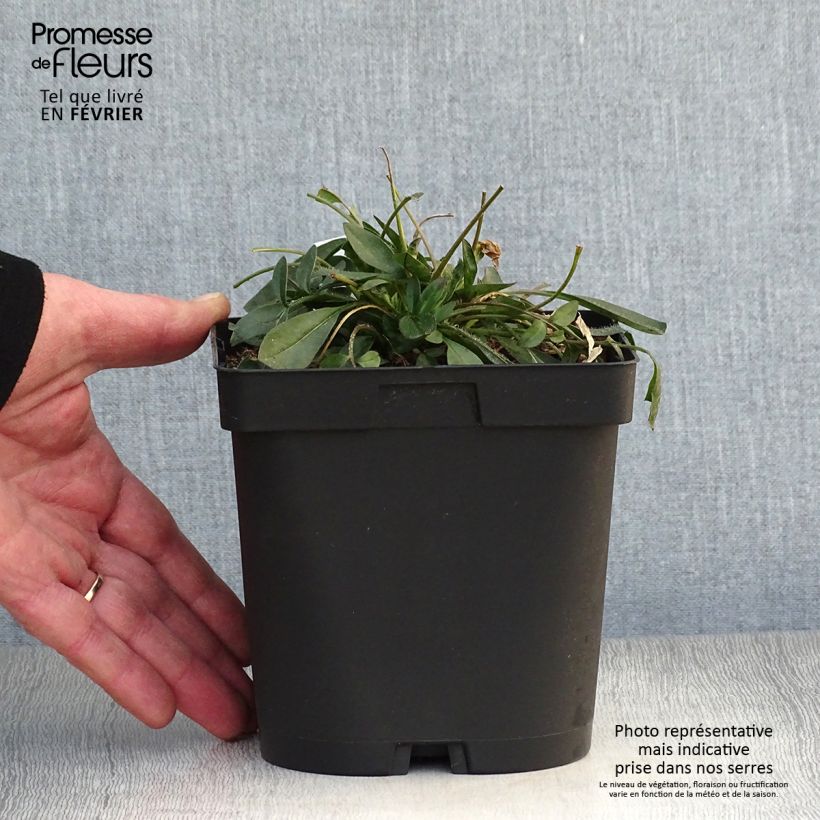 Coreopsis grandiflora Sonnenkind Maceta 2L/3L Ejemplar entregado en invierno