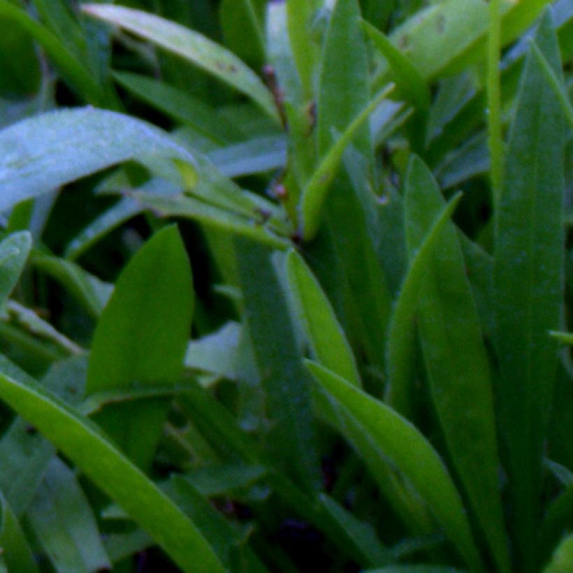Coreopsis grandiflora Sunray (Follaje)