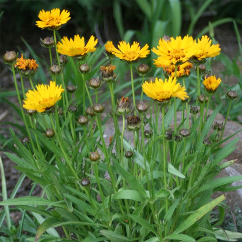Coreopsis grandiflora Sunray (Porte)