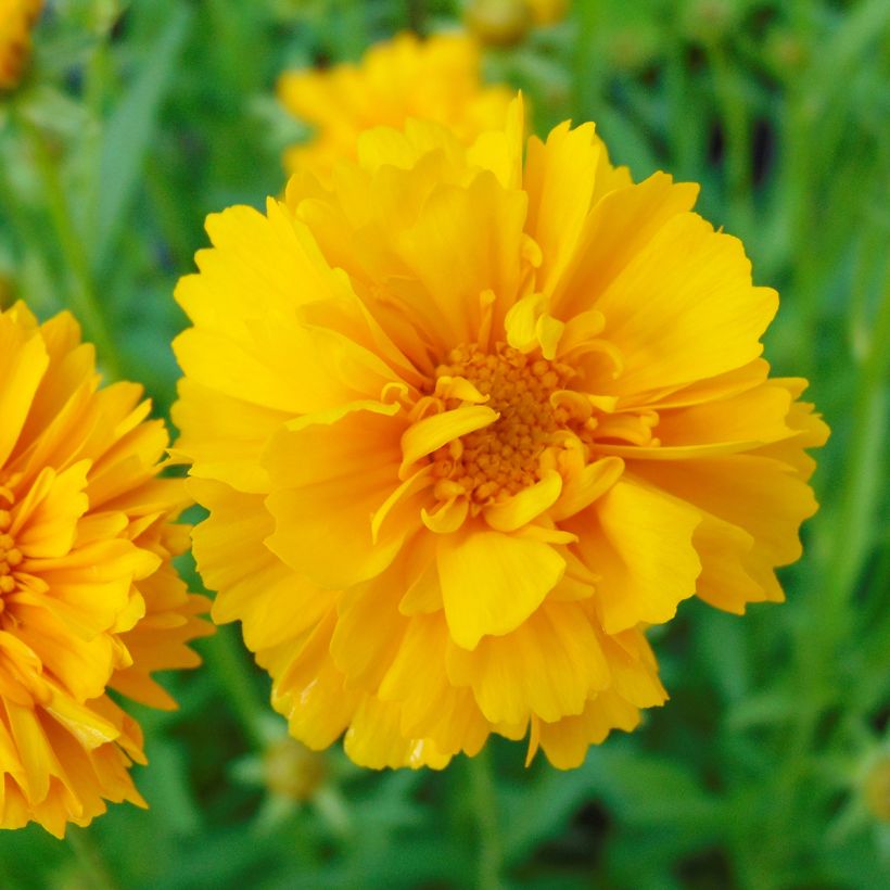 Coreopsis grandiflora Sunray (Floración)