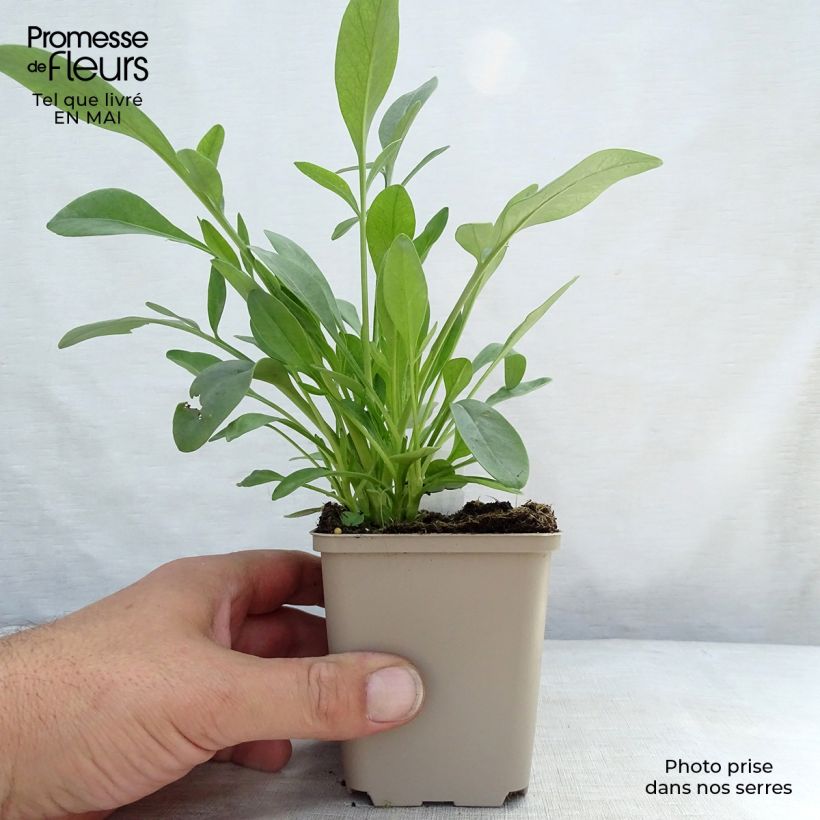 Coreopsis grandiflora Sunray Maceta de 8/9 cm Ejemplar entregado en la primavera