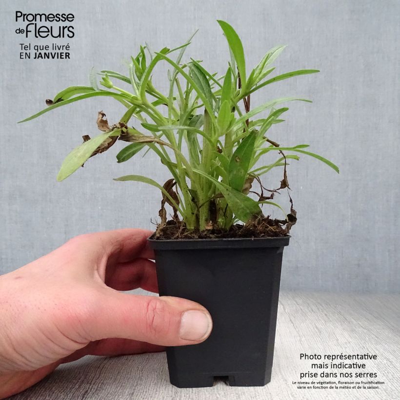 Coreopsis grandiflora Sunray Maceta de 8/9 cm Ejemplar entregado en invierno