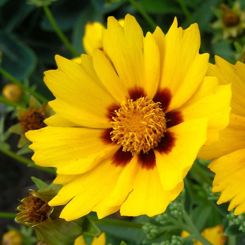 Coreopsis lanceolata Baby Gold (Floración)