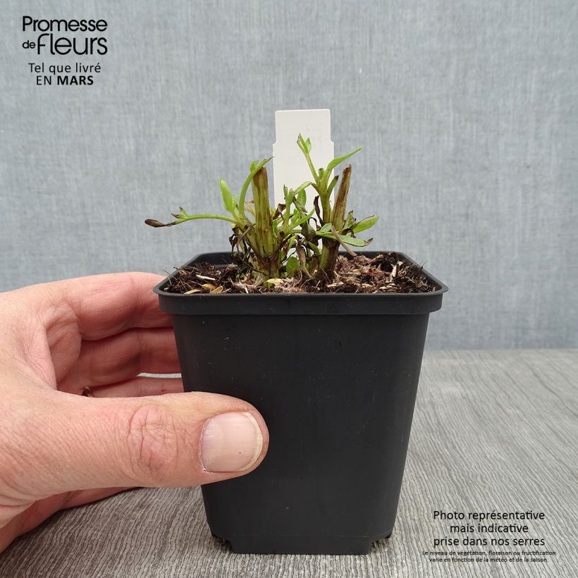 Coreopsis lanceolata Baby Gold Maceta de 8/9 cm Ejemplar entregado en invierno