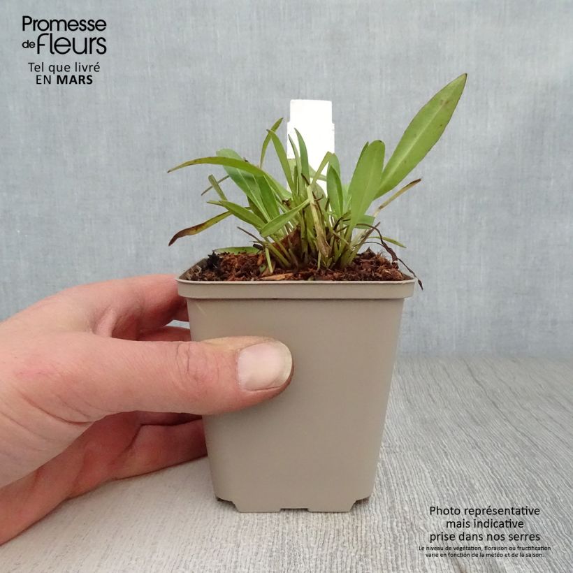 Coreopsis lanceolata Baby Gold Maceta de 8/9 cm Ejemplar entregado en la primavera