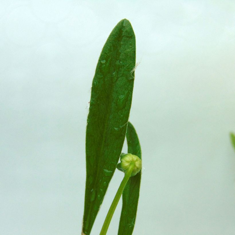 Coreopsis lanceolata Sterntaler (Follaje)