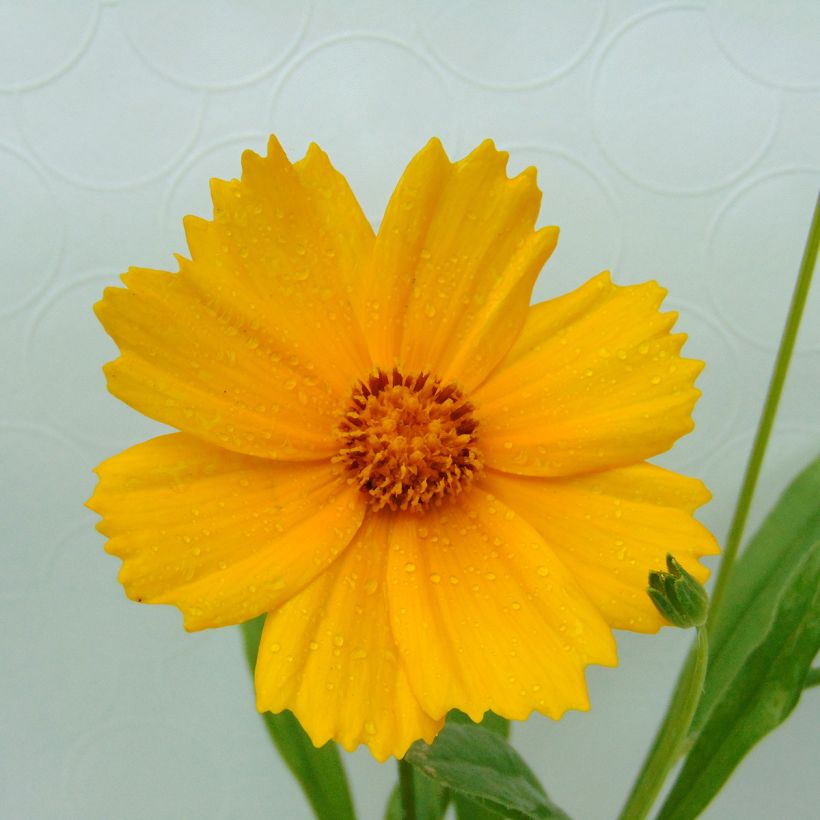 Coreopsis lanceolata Sterntaler (Floración)
