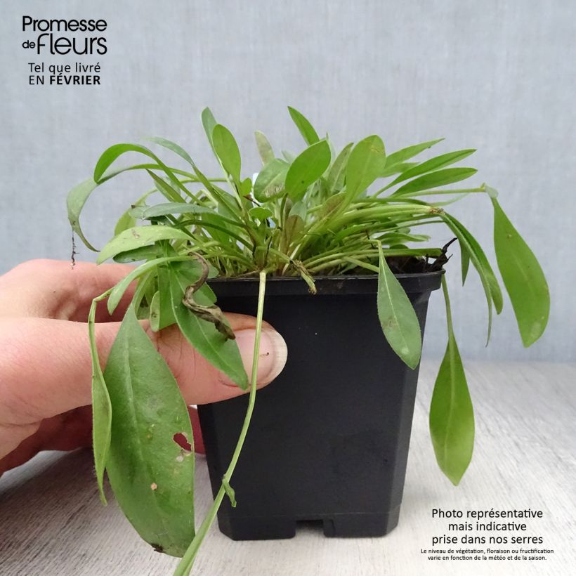 Coreopsis lanceolata Sterntaler Maceta de 8/9 cm Ejemplar entregado en invierno