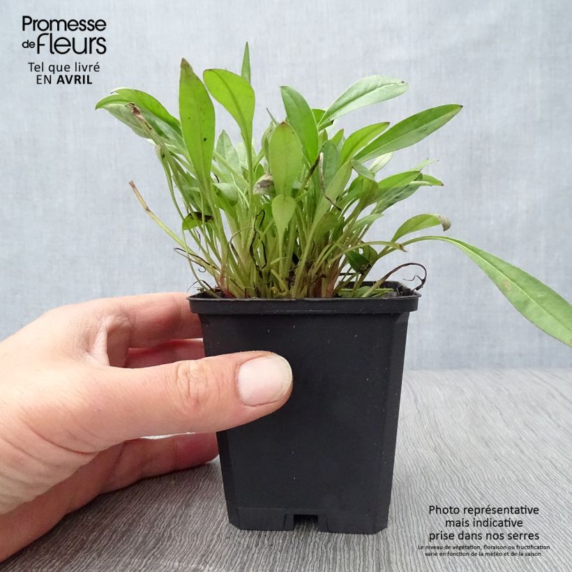 Coreopsis lanceolata Sterntaler Maceta de 8/9 cm Ejemplar entregado en la primavera