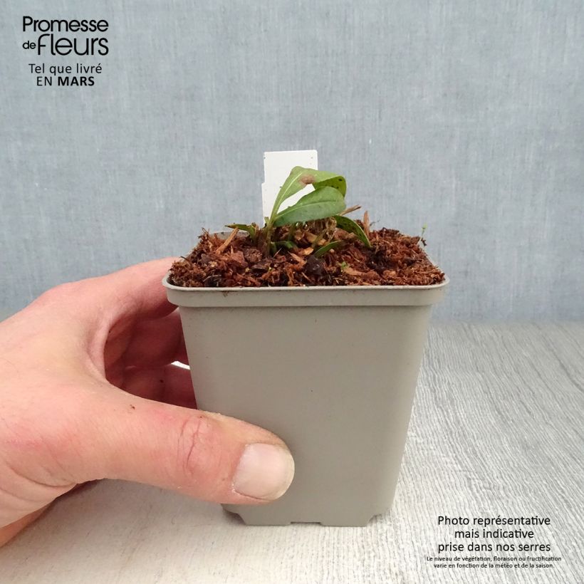 Coreopsis lanceolata Walter Maceta de 8/9 cm Ejemplar entregado en la primavera