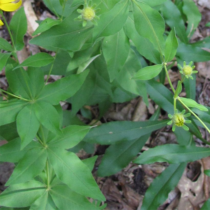 Coreopsis major (Follaje)