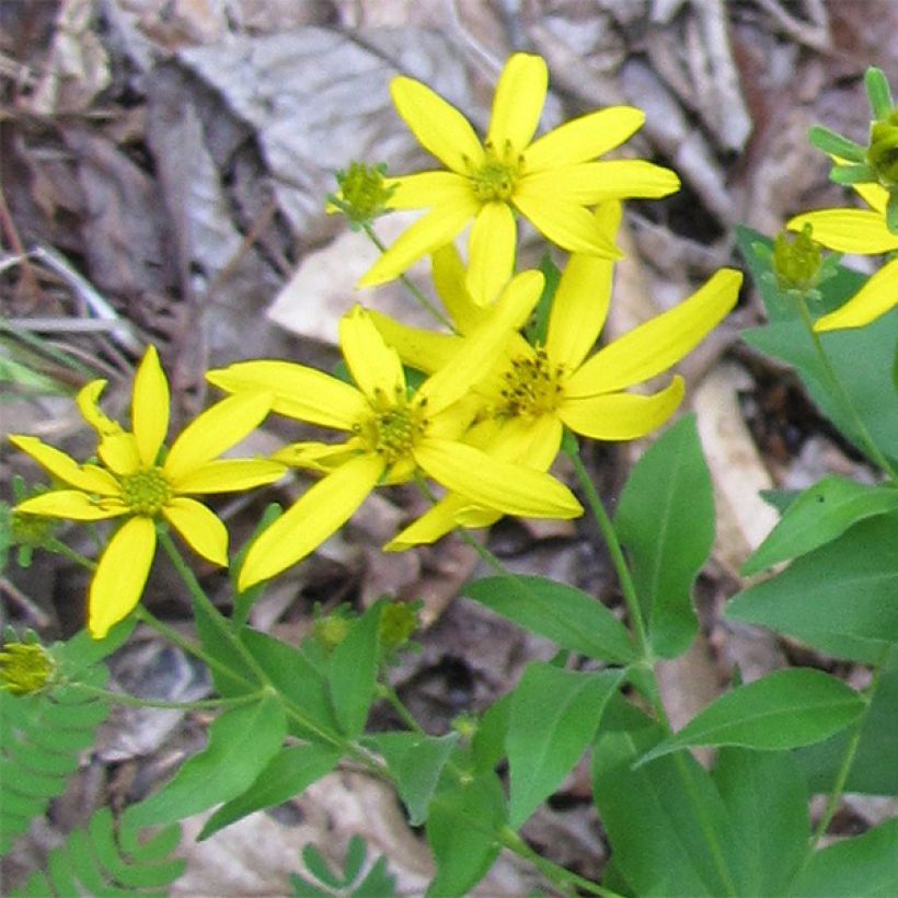 Coreopsis major (Floración)