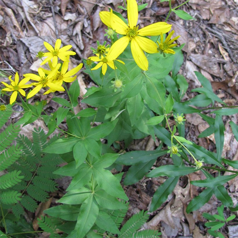 Coreopsis major (Porte)
