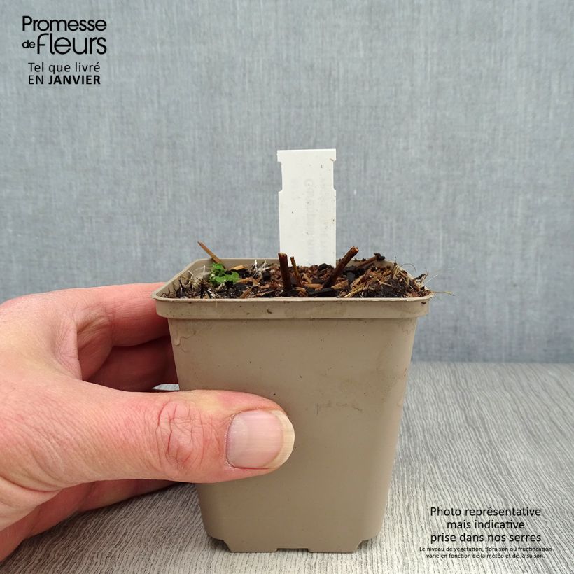 Coreopsis major Maceta de 8/9 cm Ejemplar entregado en invierno