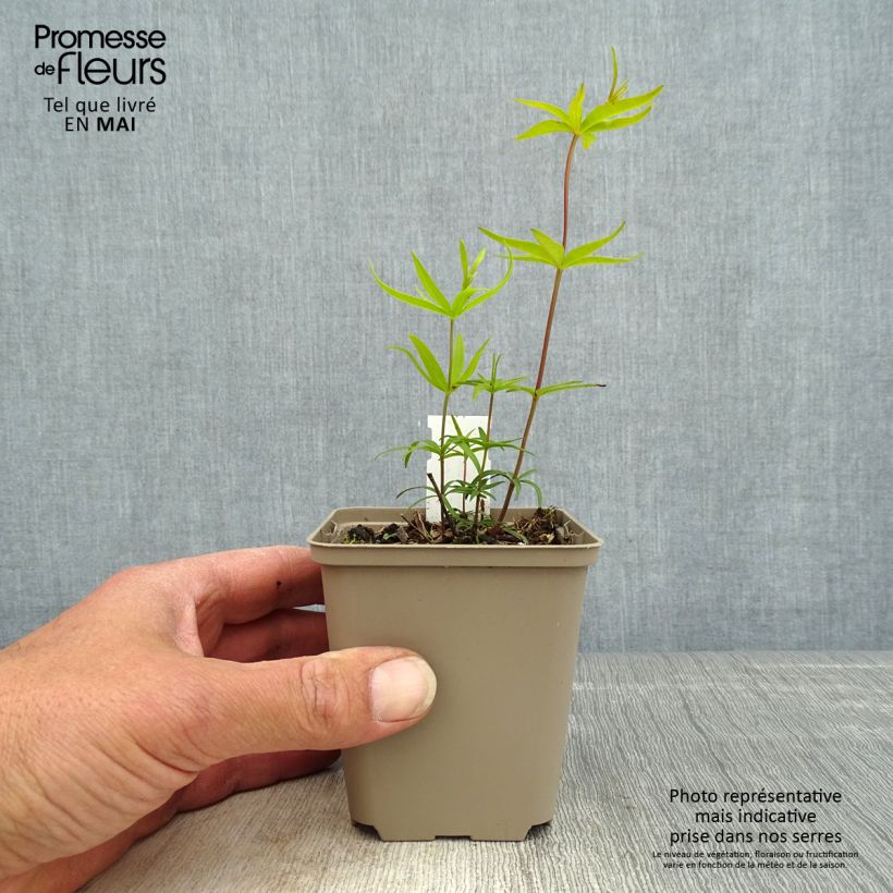 Coreopsis major Maceta de 8/9 cm Ejemplar entregado en la primavera