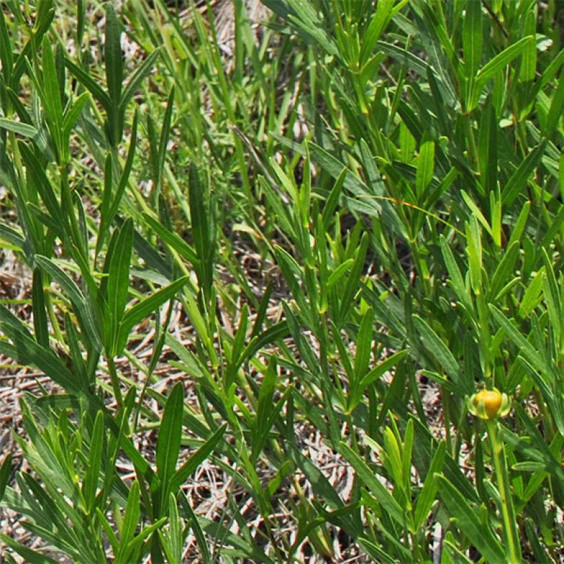 Coreopsis palmata (Follaje)