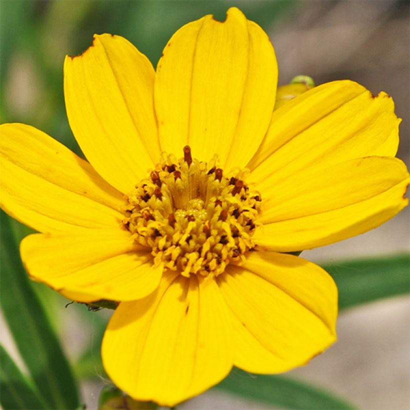 Coreopsis palmata (Floración)