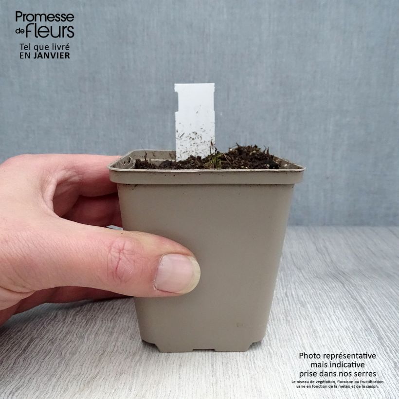 Coreopsis palmata Maceta de 8/9 cm Ejemplar entregado en invierno