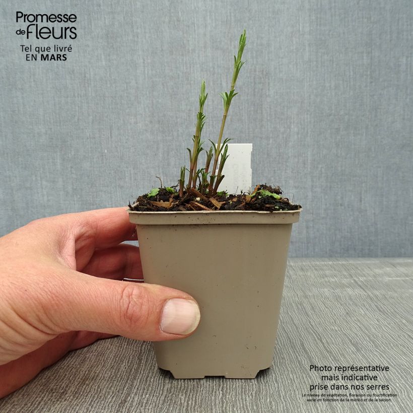 Coreopsis palmata Maceta de 8/9 cm Ejemplar entregado en la primavera