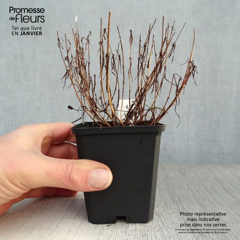 Coreopsis rosea American Dream Maceta de 8/9 cm Ejemplar entregado en invierno