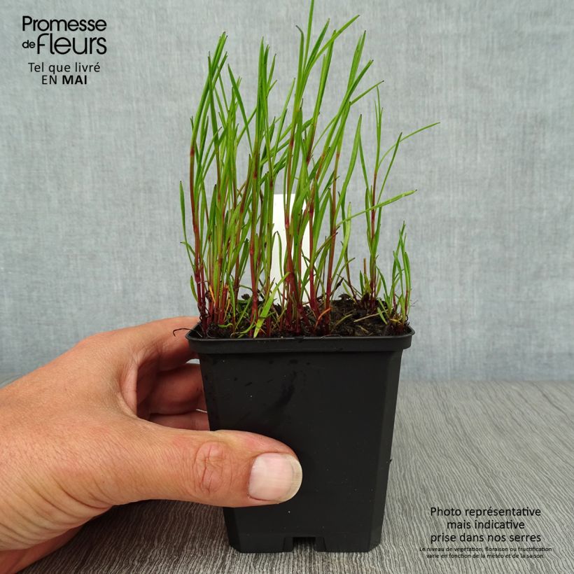 Coreopsis rosea American Dream Maceta de 8/9 cm Ejemplar entregado en la primavera