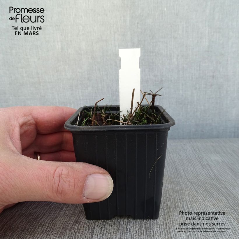 Coreopsis rosea Nana Maceta de 8/9 cm Ejemplar entregado en invierno