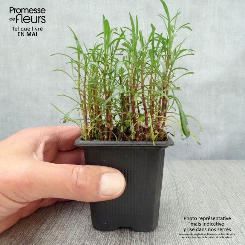 Coreopsis rosea Nana Maceta de 8/9 cm Ejemplar entregado en la primavera