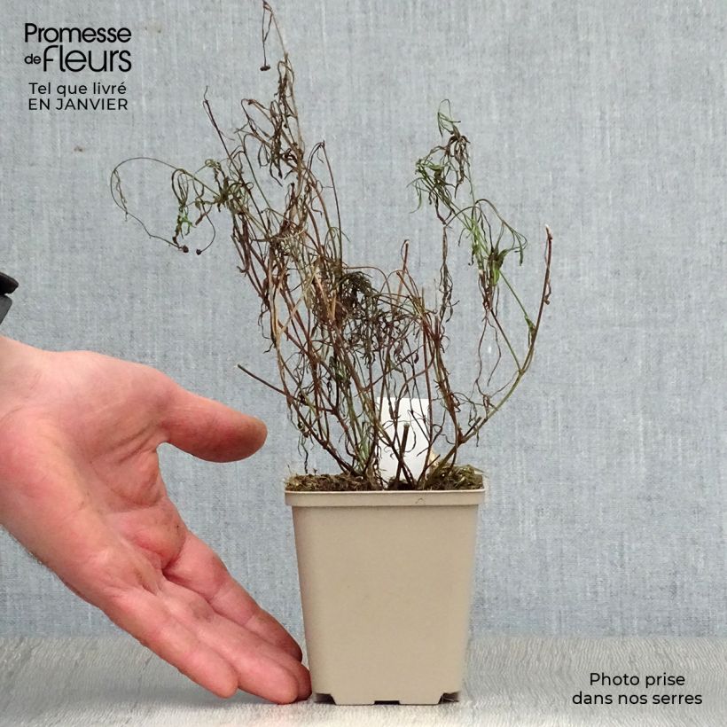 Coreopsis rosea Sweet Dreams Maceta de 8/9 cm Ejemplar entregado en invierno