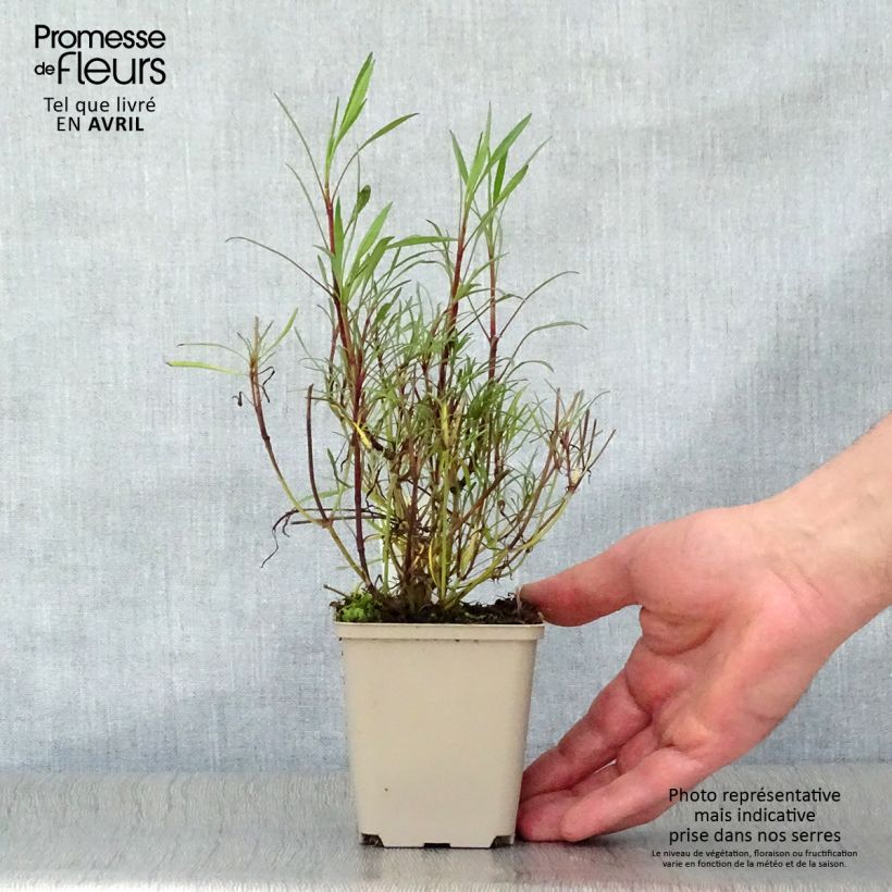 Coreopsis rosea Sweet Dreams Maceta de 8/9 cm Ejemplar entregado en la primavera