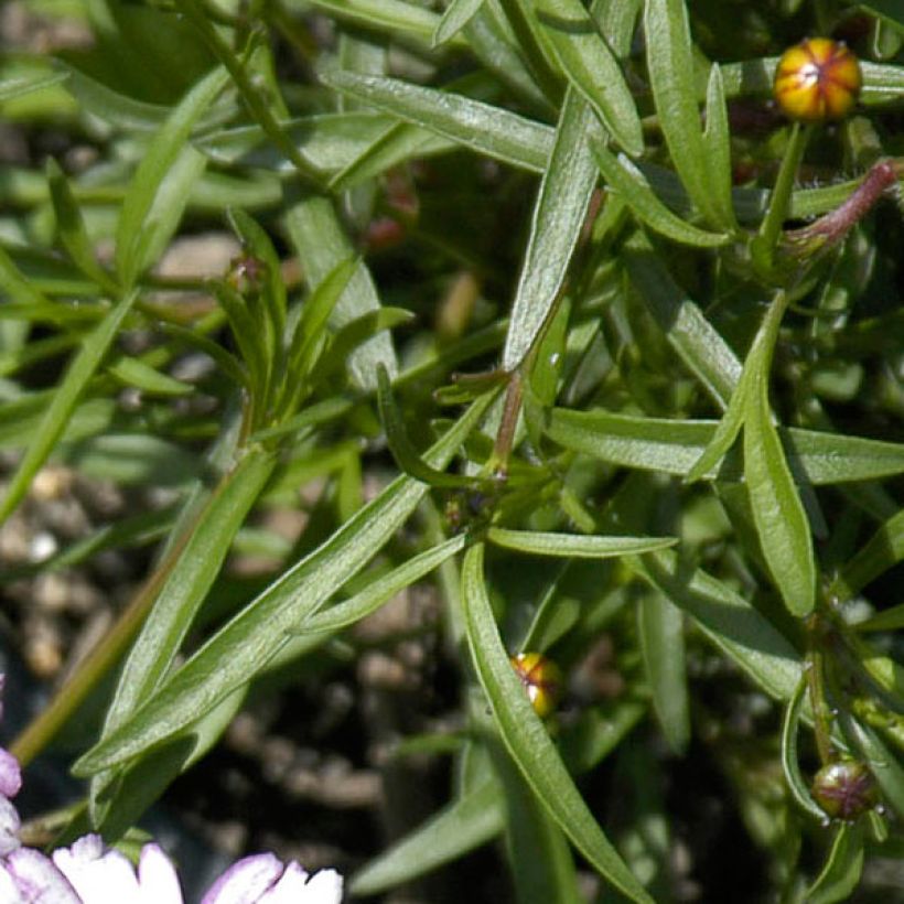 Coreopsis rosea Sweet Dreams (Follaje)