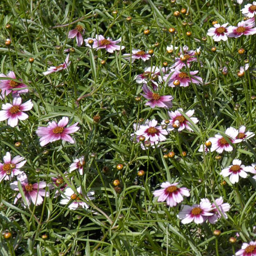 Coreopsis rosea Sweet Dreams (Floración)