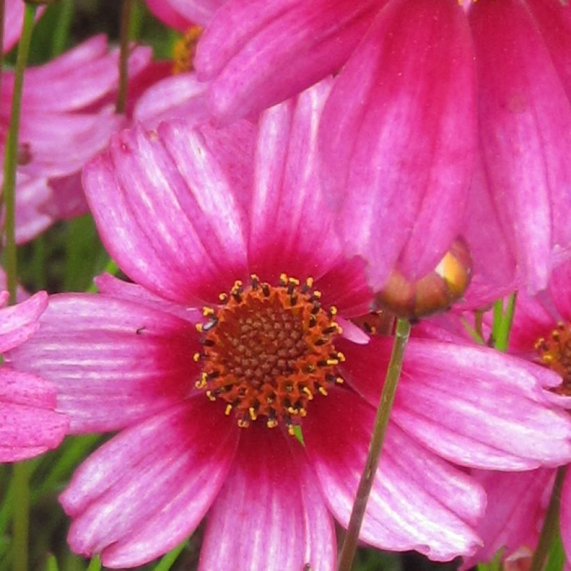 Coreopsis rosea Heaven's Gate (Floración)
