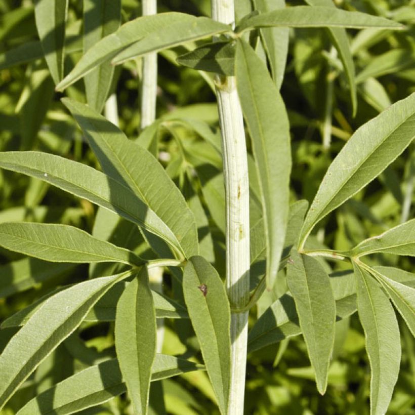 Coreopsis tripteris (Follaje)