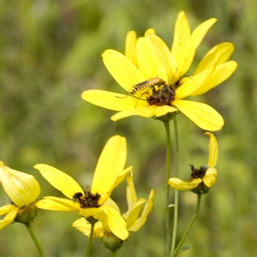Coreopsis tripteris (Floración)