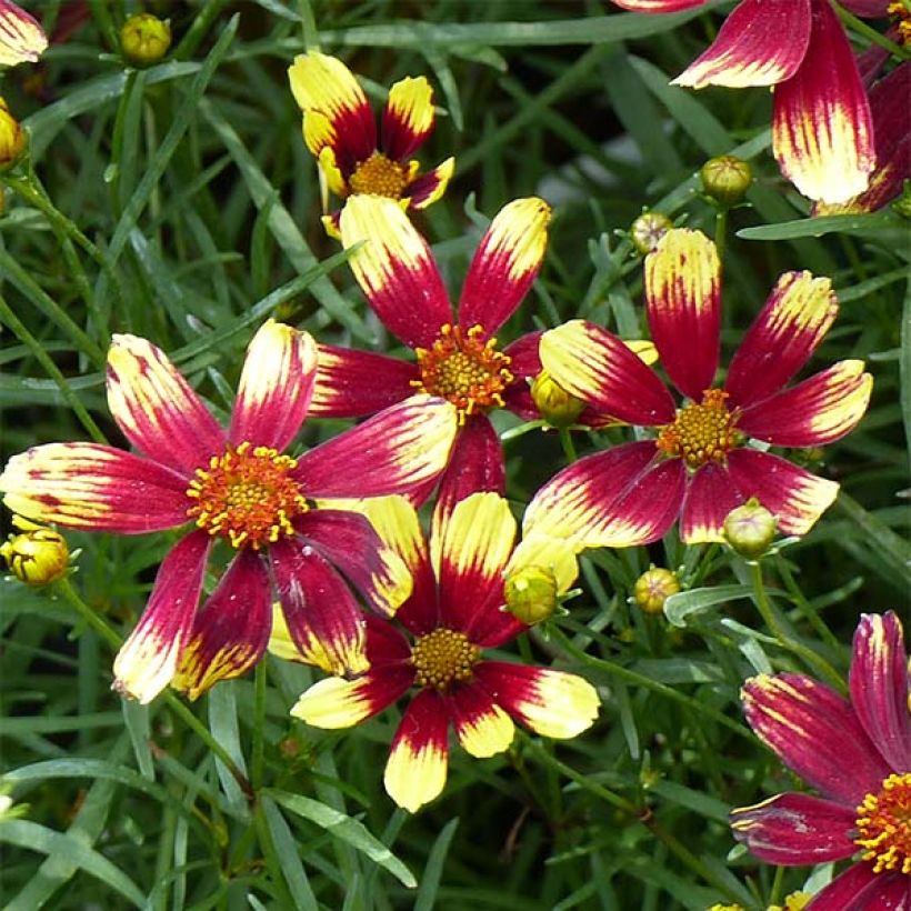 Coreopsis verticillata Bengal Tiger (Floración)