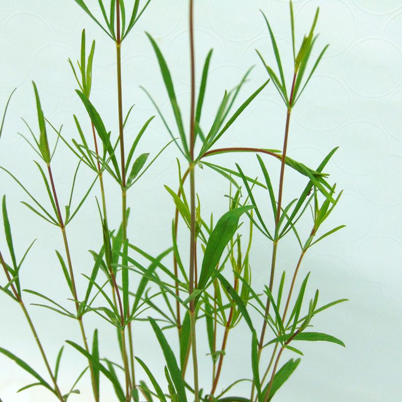 Coreopsis verticillata Moonbeam (Follaje)