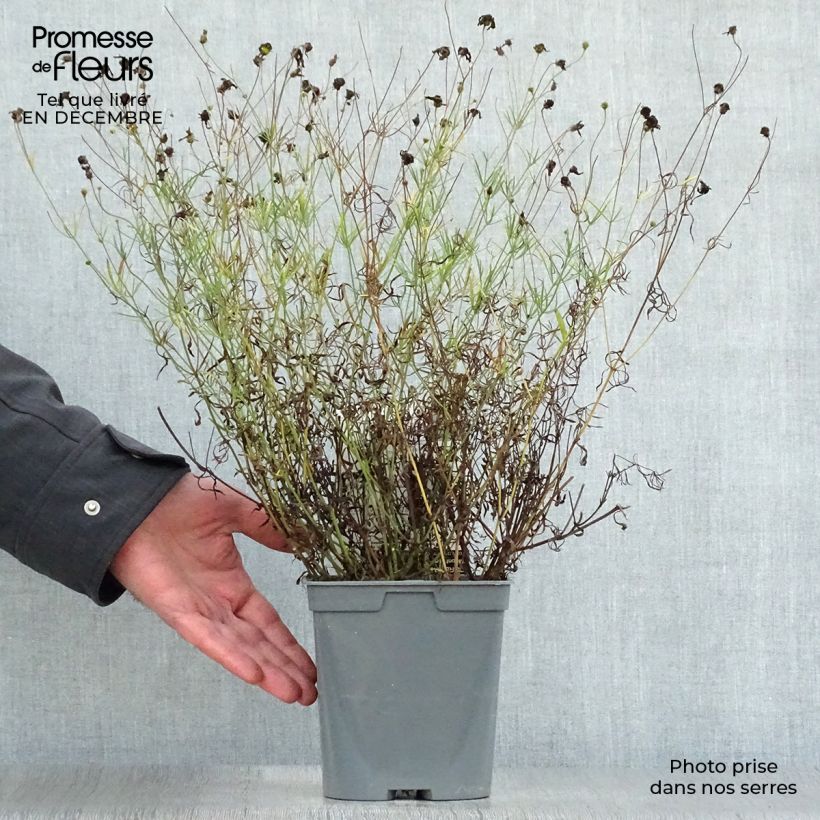 Coreopsis verticillata Moonbeam Maceta 2L/3L Ejemplar entregado en invierno