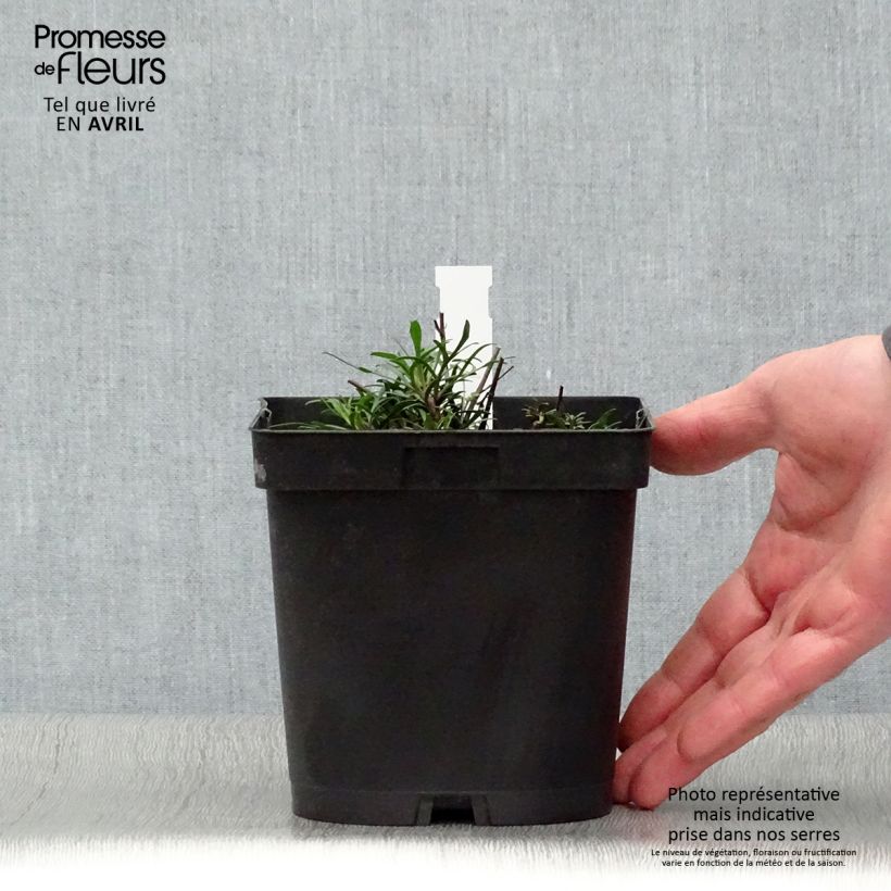 Coreopsis verticillata Moonbeam Maceta 2L/3L Ejemplar entregado en la primavera