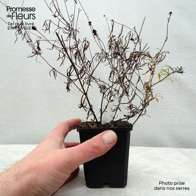 Coreopsis verticillata Moonbeam Maceta de 7/8 cm Ejemplar entregado en invierno