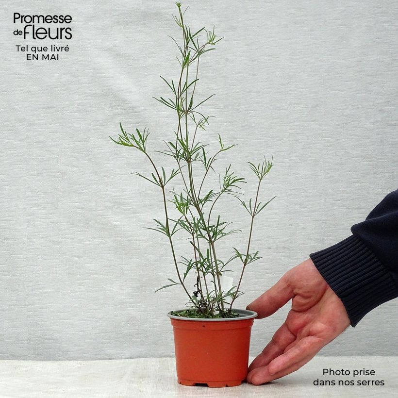 Coreopsis verticillata Moonbeam Maceta de 7/8 cm Ejemplar entregado en la primavera