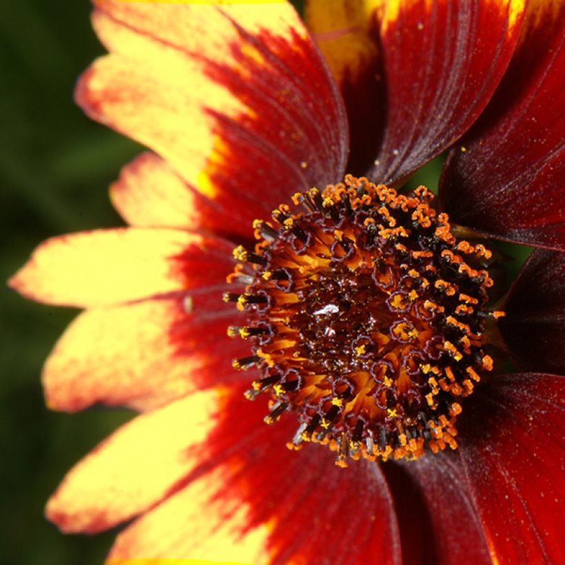 Coreopsis verticillata Route 66 (Floración)