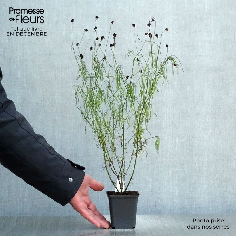 Coreopsis verticillata Route 66 Maceta de 8/9 cm Ejemplar entregado en invierno