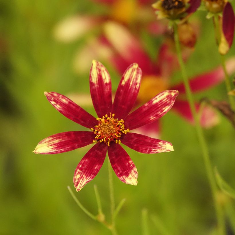 Coreopsis verticillata Route 66 (Floración)