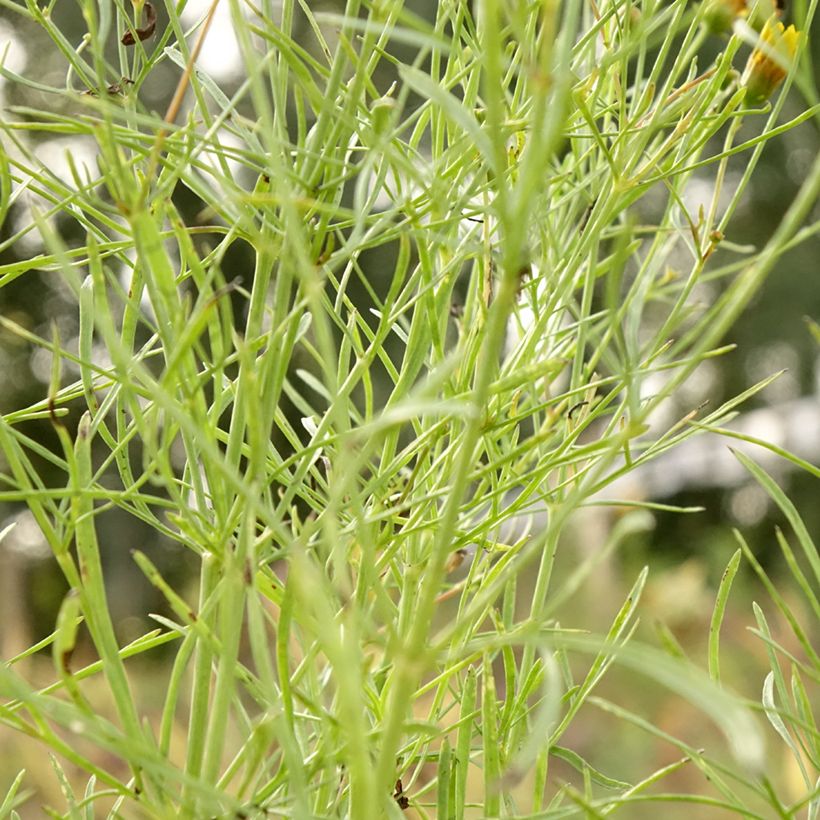 Coreopsis verticillata S&S Curry Up (Follaje)