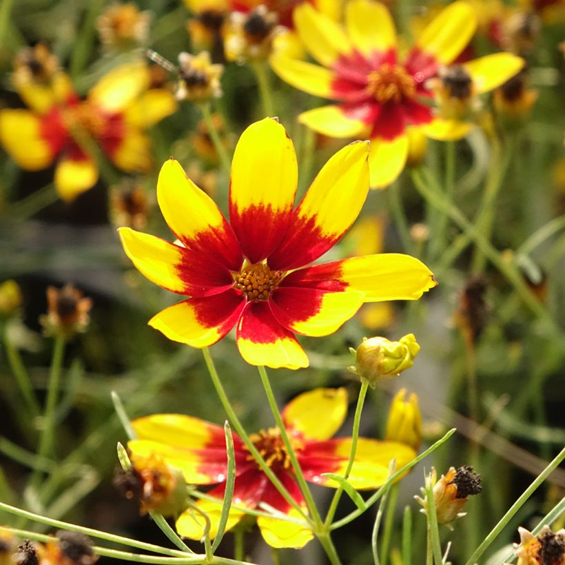 Coreopsis verticillata S&S Curry Up (Floración)